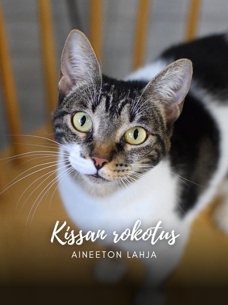 Aineeton lahja: kissan rokotus