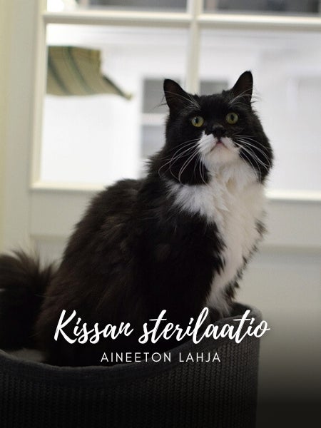 Aineeton lahja: kissan sterilisaatio