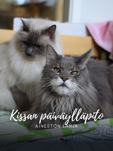 Aineeton lahja: kissan p&auml;iv&auml;yll&auml;pito