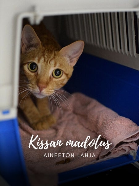 Aineeton lahja: kissan madotus
